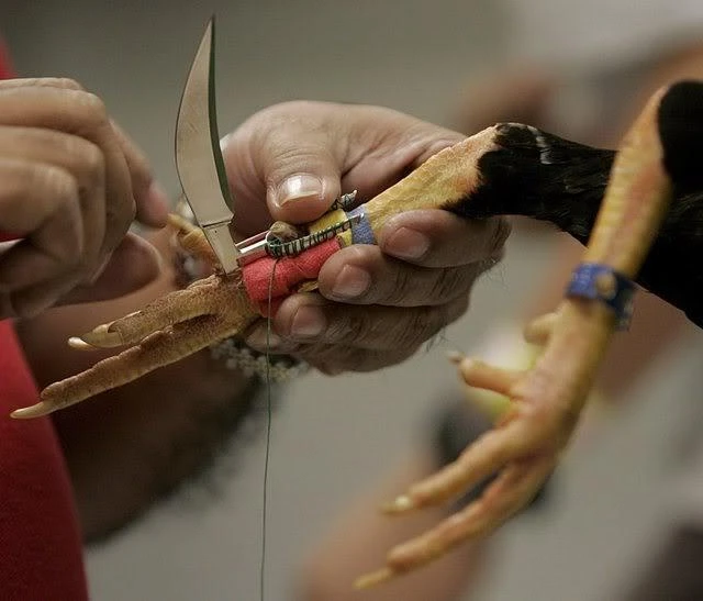 Dao được gắn chắc chắn vào phần cựa thật của gà bằng dây da hoặc băng keo chuyên dụng